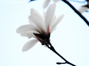 白玉兰花语是什么？白玉兰花图片