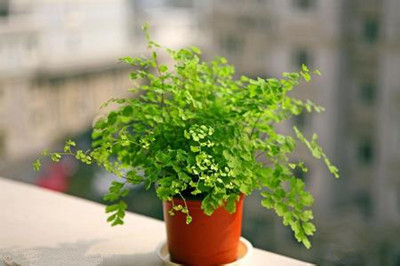 七款“吸毒”植物 帮你净化室内空气