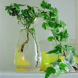 七款“吸毒”植物 帮你净化室内空气