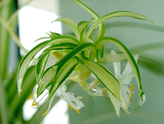 盘点常见20种净化空气的室内植物