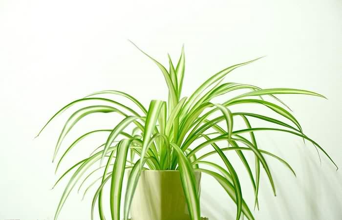 5种有效吸甲醛植物，新房装修必备！