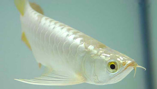 白金龙鱼是什么 白金龙鱼与银龙鱼的区别有哪些