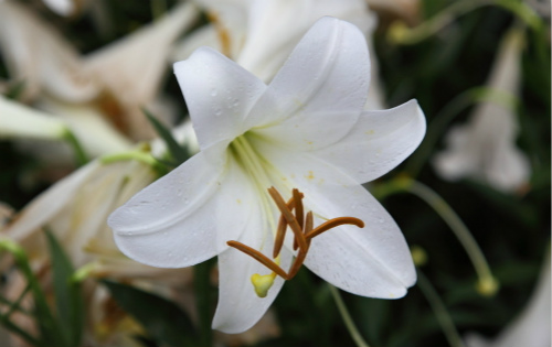 百合花养殖的小窍门