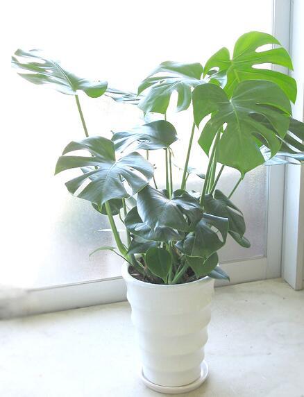 十种室内净化空气植物推荐
