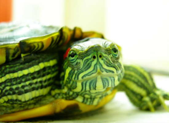 巴西龟的饲养技巧，你都清楚吗？