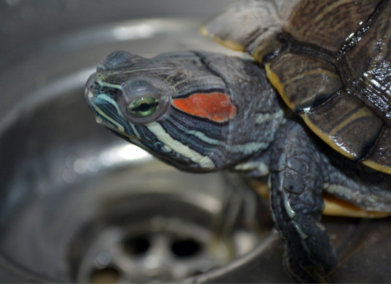 巴西龟得白眼病，我们应该怎么治？