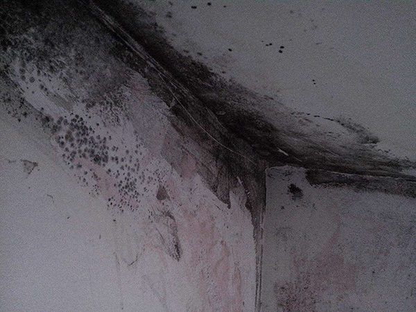 空气湿度增加墙面易发霉 墙面发霉要怎么处理和预防？