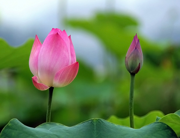 关于莲花的诗句赏析 莲花养殖方法介绍