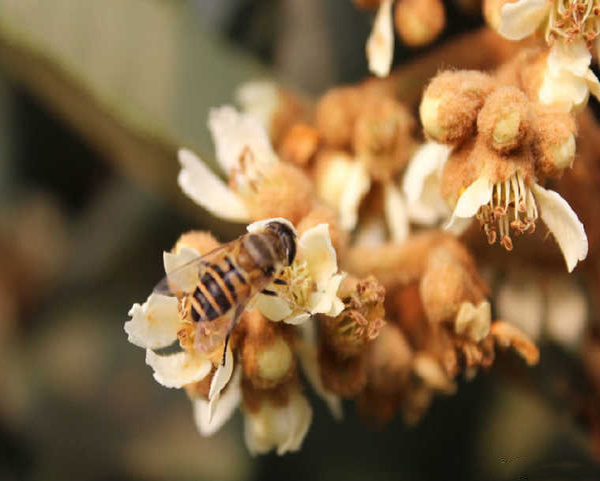 枇杷花功效有哪些 枇杷花食用方法介绍