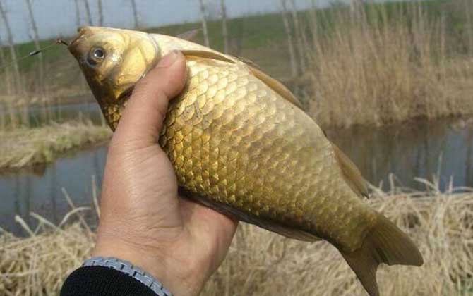 夏天钓鲫鱼的最佳时间及方法