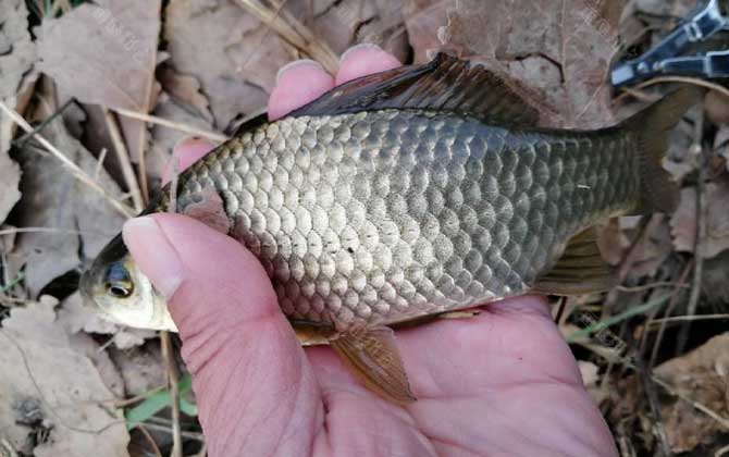 夏季野钓鲫鱼调几目最合适？