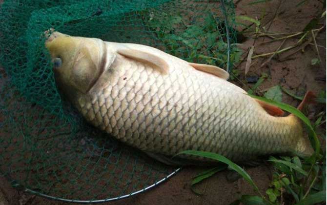 夏季野钓鲤鱼技巧及注意事项