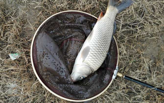 秋天钓鲤鱼最佳时间是什么时候？