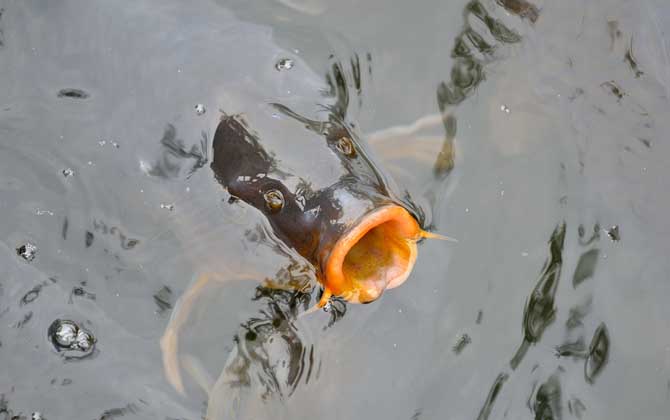 秋季钓鲤鱼钓深水还是浅水？