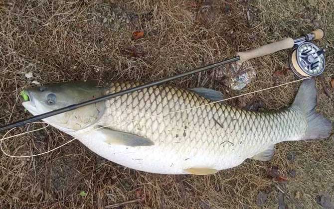 钓青鱼的最佳时间及方法