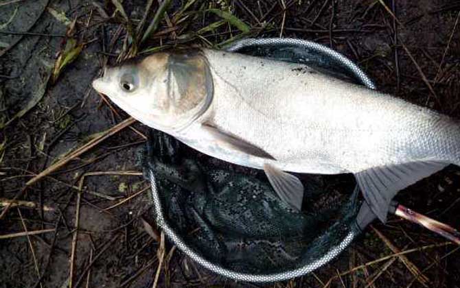 海竿钓鲢鳙一般钓多深？