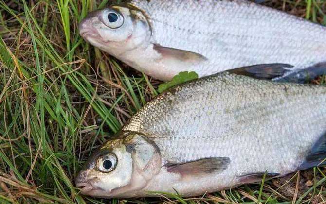 野钓鳊鱼经验及用饵技巧