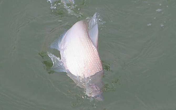 野钓鳊鱼经验及用饵技巧