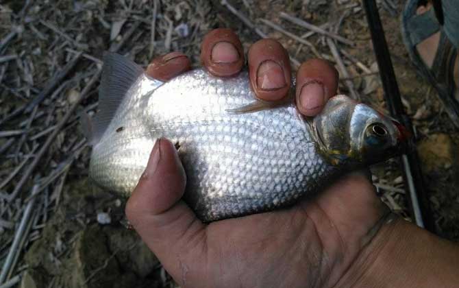 玉米钓鳊鱼是钓底还是钓浮？