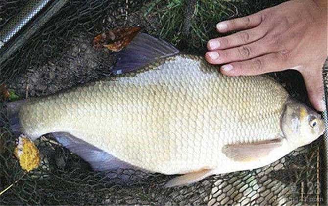 野钓鳊鱼最佳水深是多少？