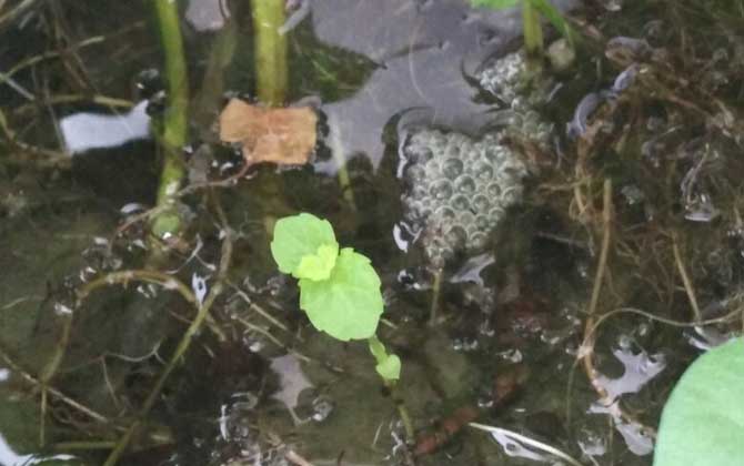 钓黄鳝找洞教程及作钓技巧