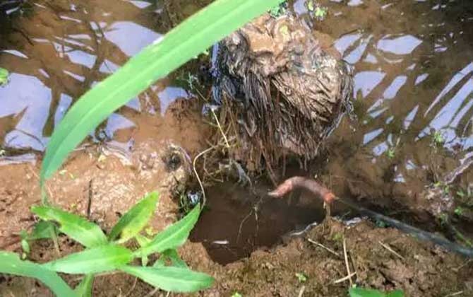 钓黄鳝送钩手法及注意事项