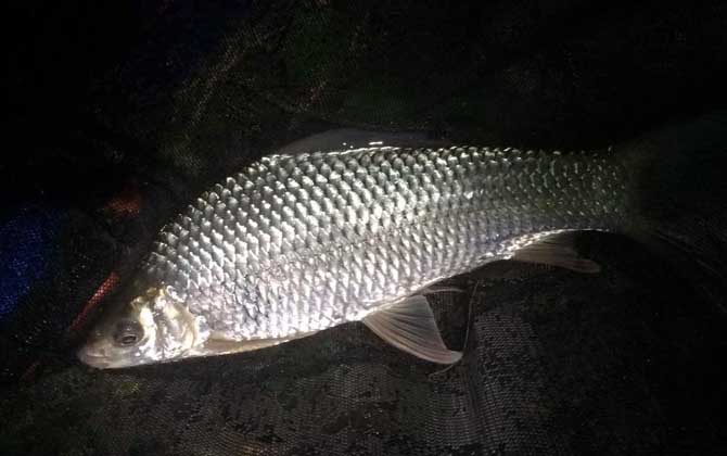 夜钓鲤鱼技巧及注意事项