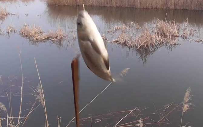 早春钓鱼最佳时间是什么时候？