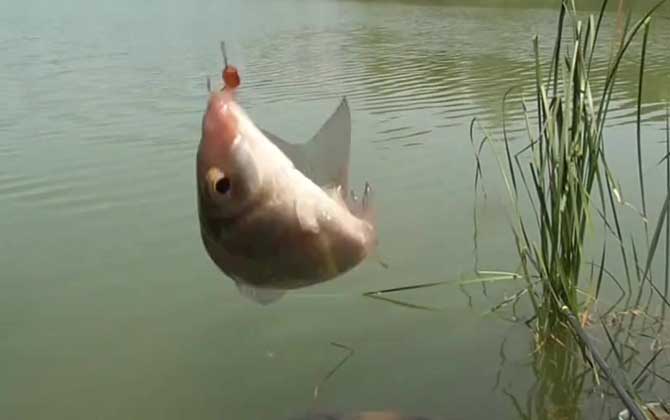 初夏钓鱼最佳时间是什么时候？