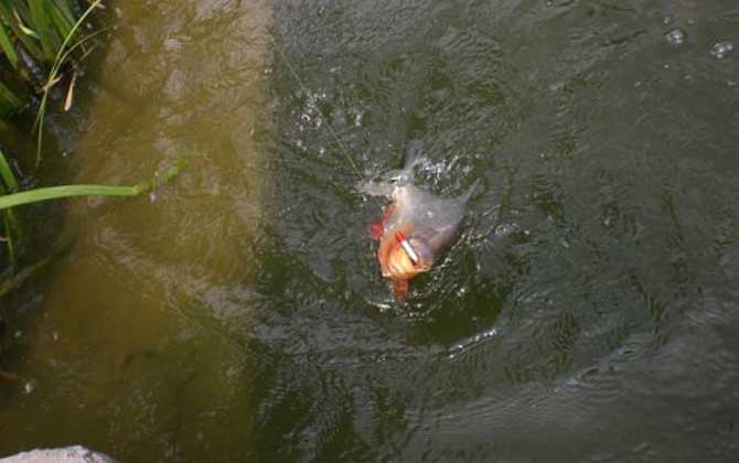 淡水白鲳是钓底还是钓浮？