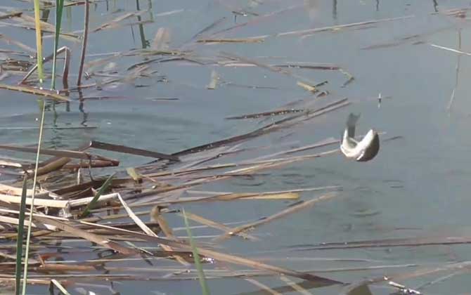 钓鱼死口是什么意思？