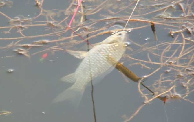 冬天钓鲫鱼钓深水还是浅水？