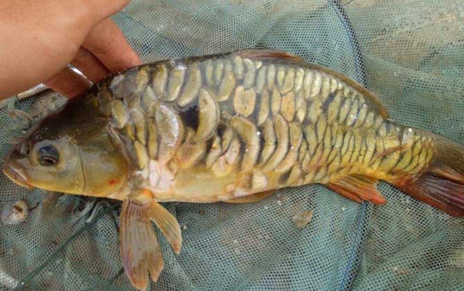 钓鲤鱼的最佳温度和天气