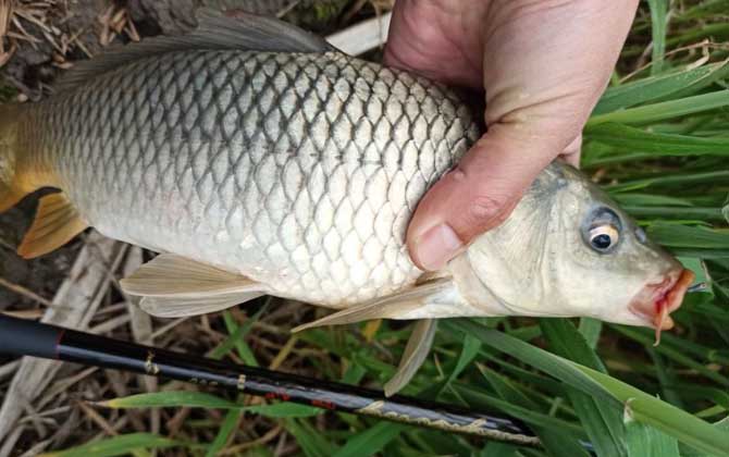 钓鲤鱼的最佳温度和天气