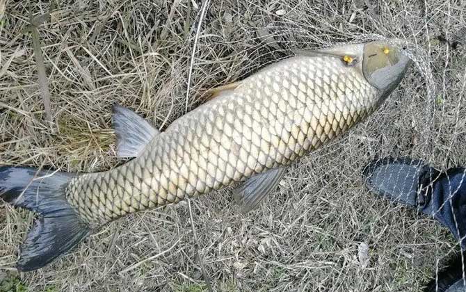 钓草鱼最佳季节是几月份？