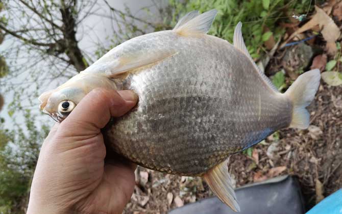 钓鳊鱼的最佳方法