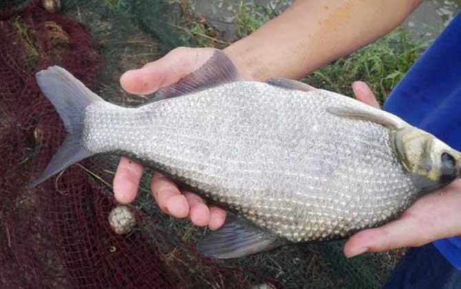 钓鳊鱼的最佳方法