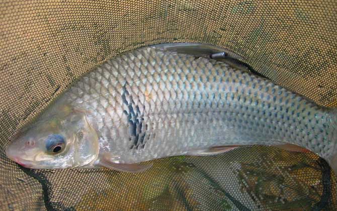 夏天钓土鲮鱼最佳时间是什么时候？