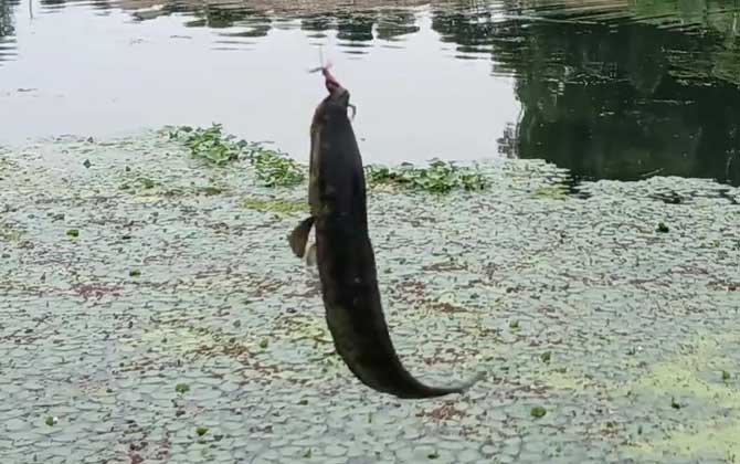 用猪肝钓黑鱼一般钓多深？