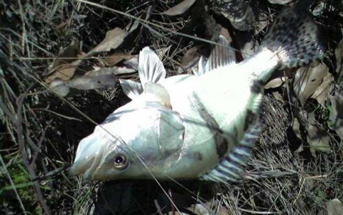 钓鳜鱼最佳时间及钓法技巧