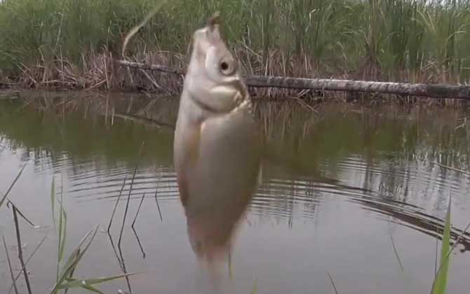 野钓多深的水里有大鱼？