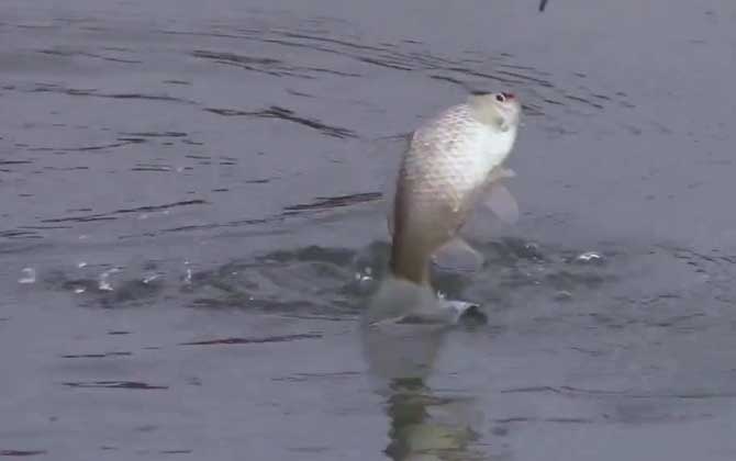 夏季钓鱼水深多少合适？