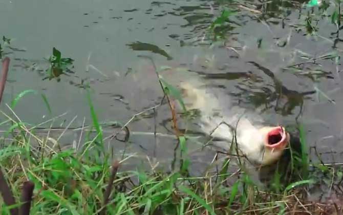 西北风钓鱼最佳钓位和时间