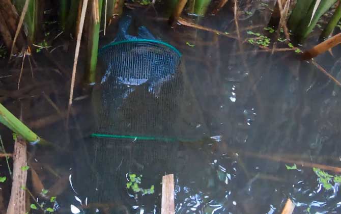 野河里地笼捕虾技巧和方法