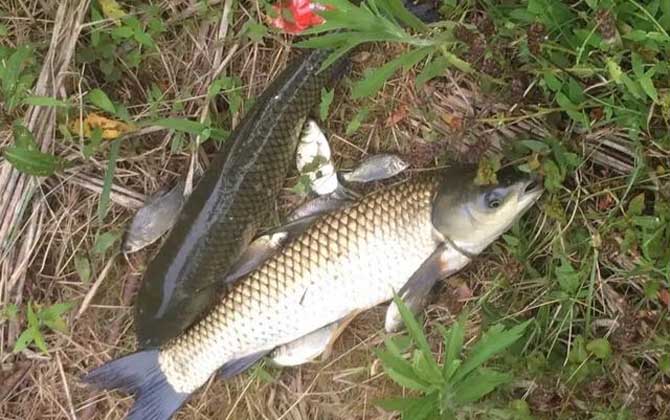 浮钓草鱼最佳方法及技巧