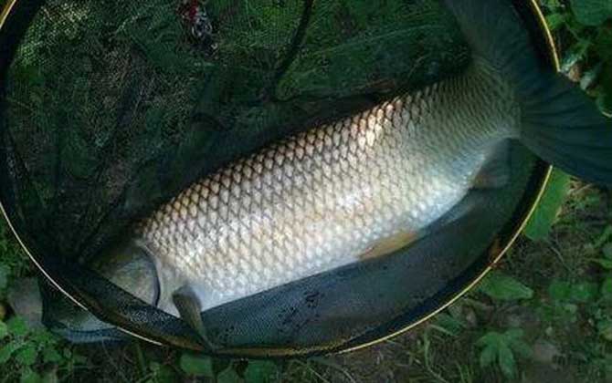 浮钓草鱼最佳方法及技巧