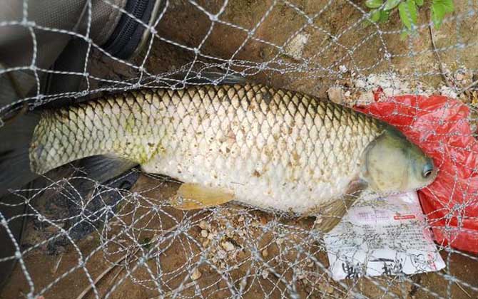 浮钓草鱼最佳方法及技巧