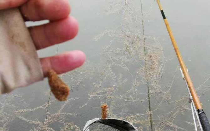 野钓拉饵和搓饵哪个好？