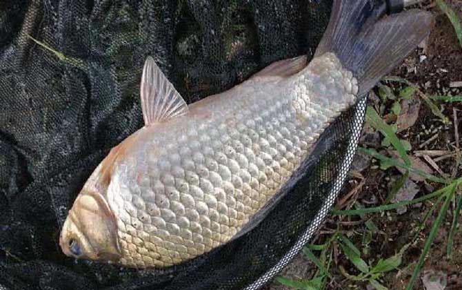 野钓大鲫鱼的最好饵料