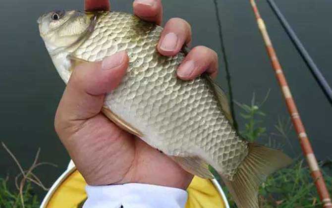 野钓鲫鱼最佳窝料配方